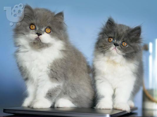 PoulaTo: Persian kitten - Περσικό γατάκι